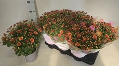 Chrysanthemum Garden Mums Mix 15Ø 35cm