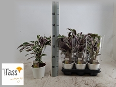 Calathea Fusion White 14Ø 40cm