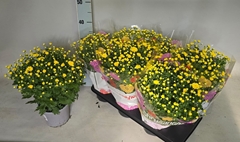 Chrysanthemum Garden Mums Mix 15Ø 35cm