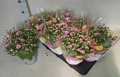 Chrysanthemum Garden Mums Mix 15Ø 35cm