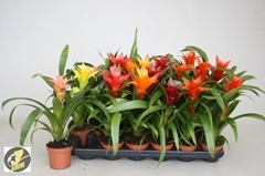 Guzmania Mix 6 Kinds 9Ø 27cm