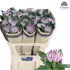 Chrysanth Single Gilbert Leigh Silver 80cm 135gr.