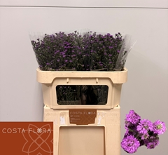 Aster Astee Mini Baby Pink 70cm 20gr.