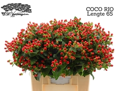 Hypericum Coco Rio 65cm