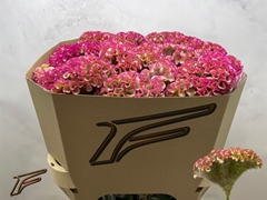 Celosia Bar Bossa 80cm