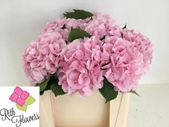 Hydrangea Verena 50cm 14-16cm Hd