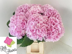 Hydrangea Verena 60cm 18-20cm Hd