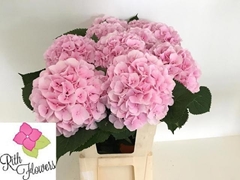 Hydrangea Verena 80cm 21-23cm Hd