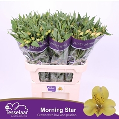 Alstroemeria Morning Star 75cm 55gr.
