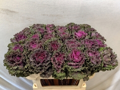 Brassica Crane Ruffle Red 70cm