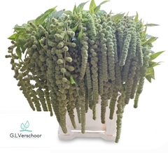 Amaranthus Caudatus Cycloop 80cm