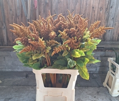 Amaranthus Cruentus Hot Biscuits 100cm