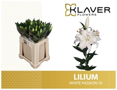 Lily Oriental White Passion 70cm 2+