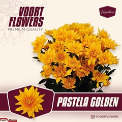 Chrysanth Spray Pastela Golden 70cm 80gr.