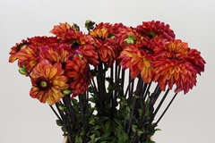 Dahlia Ding A Dong 50cm