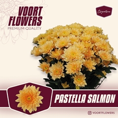 Chrysanth Spray Pastela Salmon 70cm 85gr.