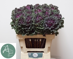 Brassica Crane Ruffle Red 60cm