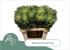 Brassica Crane King 60cm