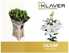 Lily Oriental Petacas 95cm 3+