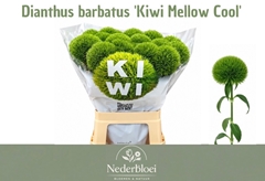 Dianthus Barb Kiwi Mellow 55cm