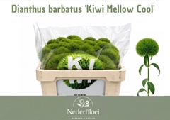 Dianthus Barb Kiwi Mellow 45cm