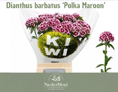 Dianthus Barb Kiwi Polka Maroon 60cm