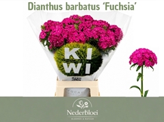 Dianthus Barb Kiwi Fuchsia 55cm