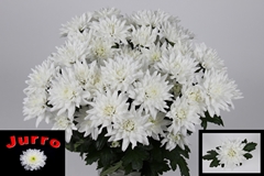 Chrysanth Spray Frozen 70cm 115gr.