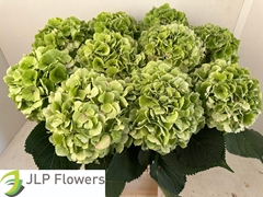 Hydrangea Verena Classic 80cm 21-23cm Hd