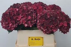 Hydrangea Dark Ruby Classic 80cm 17-19cm Hd