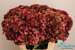 Hydrangea Pink Ruby Classic 60cm 16-18cm Hd