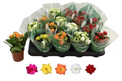 Kalanchoe Double Rosaline Mix 7Ø 15cm