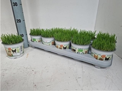 Hordeum Kitty Grass 12Ø 12cm
