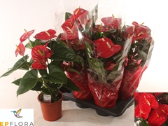 Anthurium Idaho 17Ø 65cm