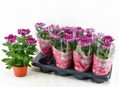 Chrysanth Supernova Purple 13Ø 31cm