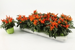 Capsicum Salsa Dark Orange 10Ø 20cm