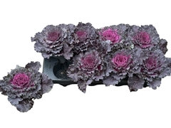 Brassica Oleracea 12Ø 17cm