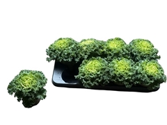 Brassica Oleracea 12Ø 17cm
