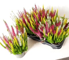 Calluna Beauty Ladies Milca Mix In Pot 13Ø 30cm