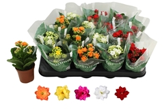 Kalanchoe Double Rosaline Mix 7Ø 15cm