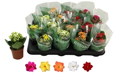 Kalanchoe Double Rosaline Mix 7Ø 15cm