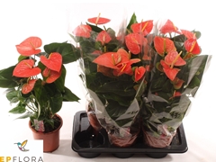 Anthurium Prince Of Orange 17Ø 75cm