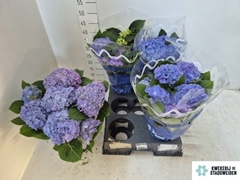 Hydrangea Blauer Zwerg 14Ø 38cm 8bl