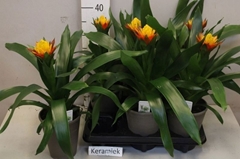 Guzmania Joyce 12Ø 30cm