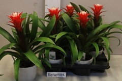 Guzmania Hope 12Ø 37cm