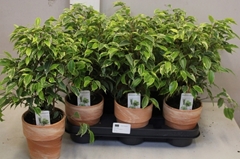 Ficus Benjamina Kinky 12Ø 35cm