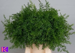 Asparagus Densiflorus Cwebe 50cm