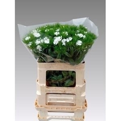 Dianthus Barb Sweet Will White 50cm