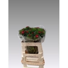 Dianthus Barb Sweet Will Bicolour 50cm