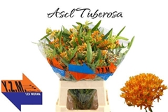 Asclepias Tuberosa 60cm